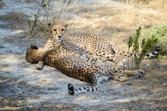 Cheetahs (Acinonyx jubatus) lying in the dessert, captive, distribution africa