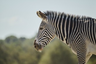 Plains zebra (Equus quagga), portrait, captive, distribution Africa