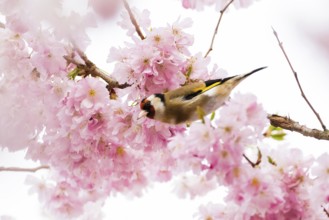 A european goldfinch (Carduelis carduelis) among delicate pink cherry blossoms, Hesse, Germany,