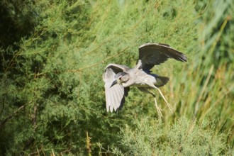 Black-crowned night heron (Nycticorax nycticorax) youngster flying, Camargue, France, Europe