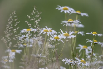 Ox-eye daisy (Leucanthemum vulgare), Emsland, Lower Saxony, Germany, Europe