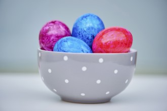 Decoration with colourful eggs for easter, Germany, Europe