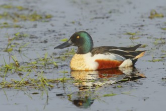 Shoveler (Spatula clypeata) in a wet meadow, spring, wildlife, Hüde, Ochsenmoor, Lake Dümmer, Hüde,