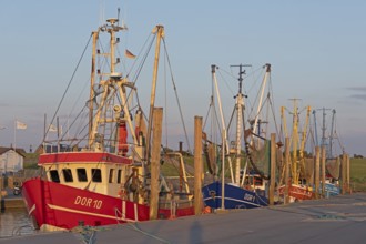 Crab cutter in the harbour, Dorum-Neufeld, Wurster Land, Lower Saxony, Germany, Europe