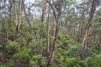 Landscape of a Gum tree (Eucalyptus) forest in spring, Koala Cove, Great Otway National Park,