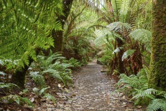 Nature landscape of a hiking way through the forest in the Great Otway National Park in spring,