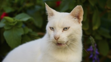 Close-up of a white cat with a slightly open mouth, surrounded by green background, cats, Rhodes