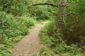 Walking path going through the forest to Donostia San Sebastian at the Camino del Norte, coastal