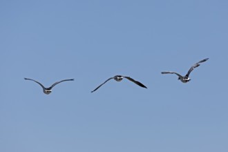 Barnacle geese (Branta leucopsis) in flight over the Elbe near Brokdorf, Schleswig-Holstein,