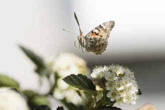 A ladybird (Vanessa cardui) hovering over a flowering plant in bright surroundings, Hesse, Germany,