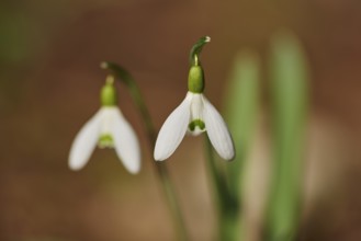 Close-up of a common snowdrop (Galanthus nivalis) flowering in a forest, Upper Palatinate, Bavaria,