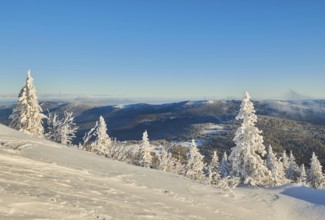 Frozen norway spruce or European spruce (Picea abies) trees on a sunny day on mount Arber, Bavarian