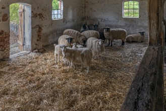 Sheep in a straw-bedded barn, Soay sheep in the front, no longer need to be shorn, black-headed