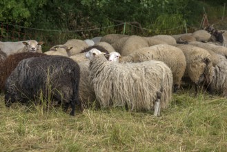 Different, male breeds of sheep on pasture, Mecklenburg-Vorpommern, Germany, Europe