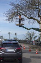 Cutting an overhanging tree on a road, Bavaria, Germany, Europe