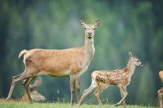 Red deer (Cervus elaphus) mother with her fawn standing on a meadow in the mountains in tirol,