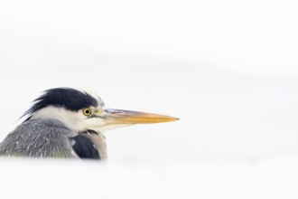 Grey heron (Ardea cinerea), animal portrait, winter, High-key, Hesse, Germany, Europe