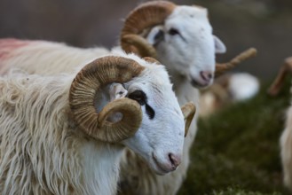 Close-up of a quiet sheep's head with characteristic helical horns, Kallikratis, Kallikratis Gorge,