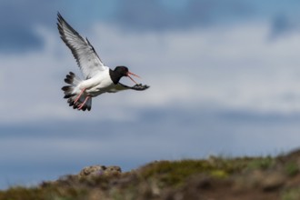 Oystercatcher (Haematopus ostralegus) in flight, Reykjanes, Iceland, Europe