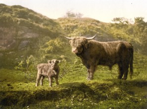 Highland cattle, calf and bull, Scotland, c. 1890, Historic, digitally restored reproduction from a