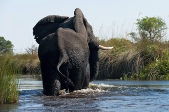 Elephant (Loxodonta africana), on the run, fear, danger, running, river, dangerous, wild animal,