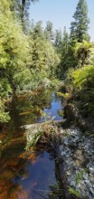 Lake Matheson Trail, New Zealand, Oceania