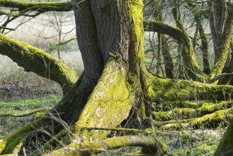 Rootstock with board roots of a european white elm (Ulmus laevis), tree of the year 2019, sunlit,