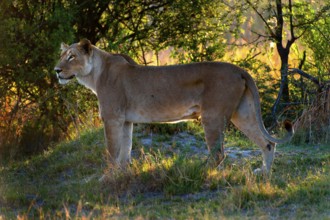 Lioness, female lion (Panthera leo) on the evening hunt, hunt, lookout, wild, free-living, safari,