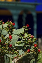 Majorelle Garden, botany, cactus, cacti, flora, plant, botany, tropical, climate, architecture,