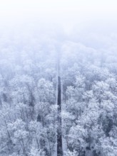 Snowy straight forest road from the air, shrouded in fog, Gechingen, Black Forest, Germany, Europe