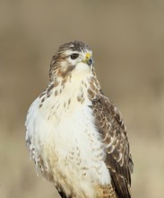 Steppe buzzard (Buteo buteo) bright morph, animal portrait, wildlife, winter, Siegerland, animals,