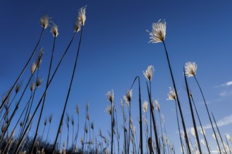 Miscanthus, (Miscanthus sinensis), Poaceae, Chinese reed, elephant grass, agriculture,