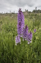 Southern marsh orchid (Dactylorhiza praetermissa), Emsland, Lower Saxony, Germany, Europe