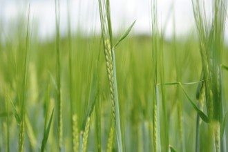 Close-up of a Barley (Hordeum vulgare) field, Bavaria