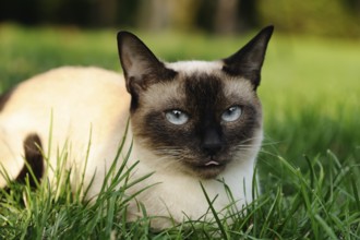 Siamese cat (Siam Seal Point cat) lying relaxed in the green grass, Bavaria