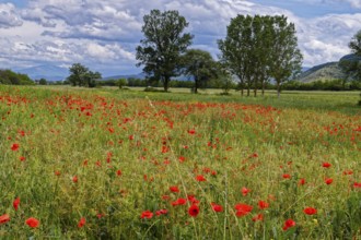 Flower meadow with red blooming poppies and trees in the landscape near Magliano de Marsi in the