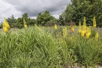 Flower bed with foxtail lilies (Eremurus), Rostock, Mecklenburg-Vorpommern, Germany, Europe