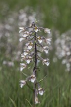 Marsh helleborine (Epipactis palustris), mass population, Emsland, Lower Saxony, Germany, Europe