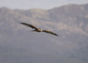 Red kite (Milvus milvus), Extremadura, Castilla La Mancha, Spain, Europe