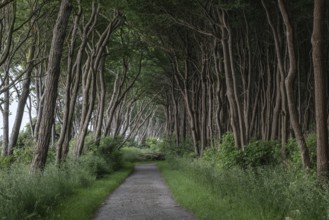 Forest path on the steep coast, Poel Island, Mecklenburg-Western Pomerania, Germany, Europe