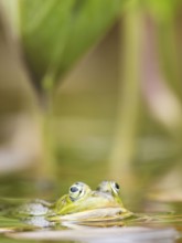 Green frog (Pelophylax esculentus) in a pond, North Rhine-Westphalia, Germany, Europe