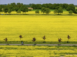 The avenue cycle path between Xanten and Marienbaum, Kalkar, on the Lower Rhine, former railway