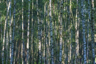 A densely overgrown birch forest with sunlight shining through the leaves in spring, Hesse,