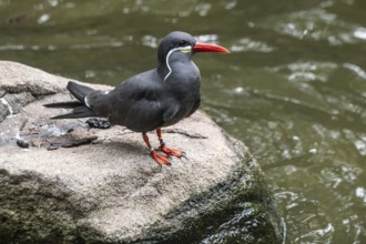 Inca Tern (Larosterna inca), Walsrode Bird Park, Lower Saxony, Germany, Europe