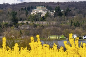 Flowering forsythia bushes, cultivation of a tree nursery, in Essen Fischlaken, in spring, March,