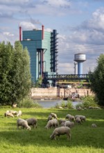 Duisburg Friemershein, sheep on a pasture in the floodplain along the Rhine, pollard willow trees,