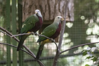 Purple-breasted fruit doves (Ptilinopus magnificus), Vogelpark Walsrode, Lower Saxony, Germany,