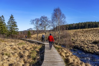 Hiking trail on wooden boardwalks through the High Fens, raised bog, in the Eifel and Ardennes