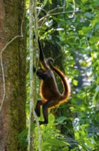 Geoffroy's spider monkey (Ateles geoffroyi) climbing a tree in the jungle, Tortuguero National