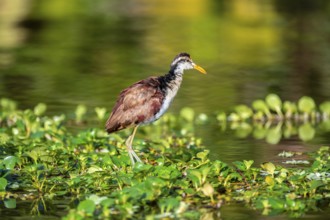 Yellow-fronted Jacana runs on aquatic plants, Tortuguero National Park, Costa Rica, Central America